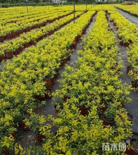 高度30厘米黄金枸骨