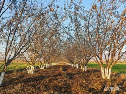 高度500厘米丛生茶条槭