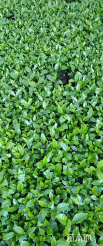 高度20厘米大叶栀子