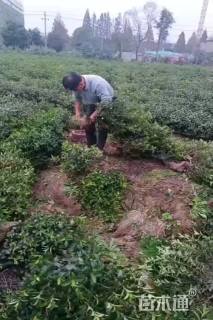 冠幅55厘米白茶球