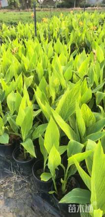 高度60厘米花叶美人蕉