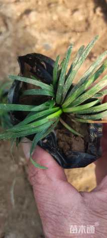 高度10厘米玉龙草