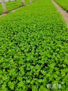 高度10厘米白三叶