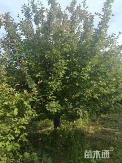 18公分垂丝海棠