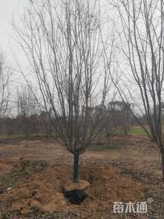 14公分垂丝海棠