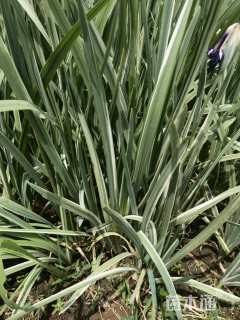 高度50厘米鸢尾