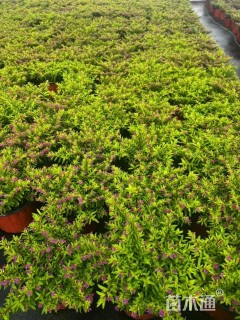 高度10厘米金叶满天星