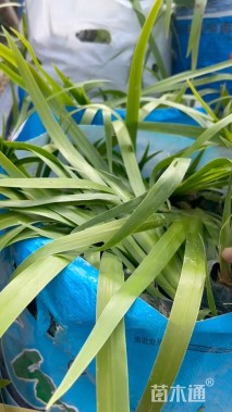 高度40厘米鸢尾