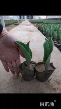 高度20厘米郁金香