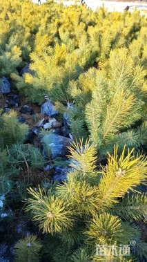 高度100厘米樟子松