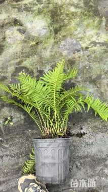 高度60厘米荚果蕨