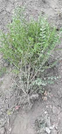 高度80厘米小叶女贞