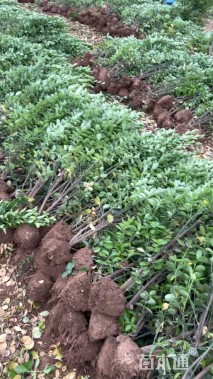 高度155厘米北海道黄杨