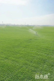 草卷状百慕大草