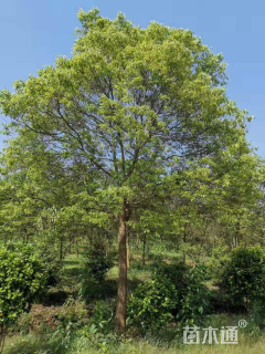 60公分丛生香樟