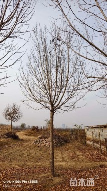 15公分速生白蜡