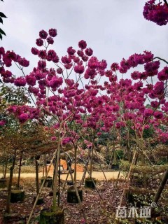 5公分紫花风铃木