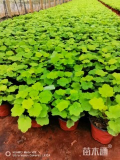 高度10厘米矾根