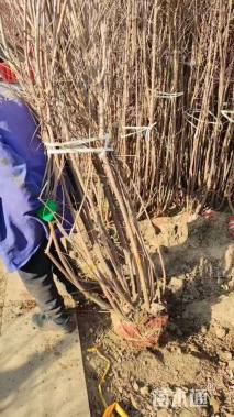 高度150厘米丛生蜡梅