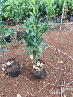 高度30厘米大叶黄杨