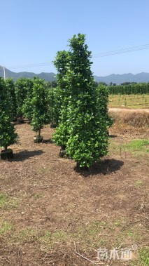 高度180厘米火山榕