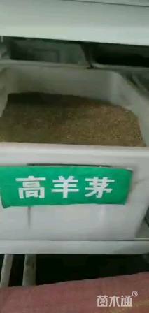 矮生草坪高羊茅高羊茅种子