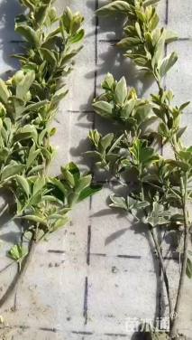 高度40厘米金边黄杨