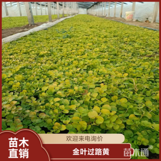 高度30厘米金叶过路黄