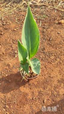 高度30厘米美人蕉