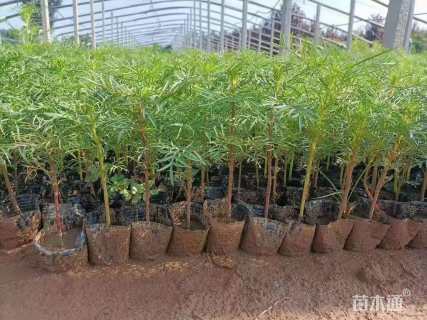 高度10厘米波斯菊