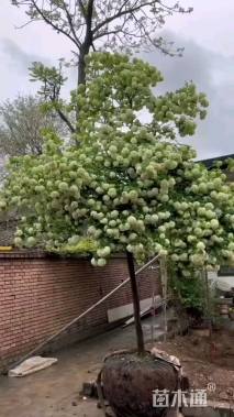 高度300厘米绣球