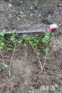 高度32厘米茶梅小苗