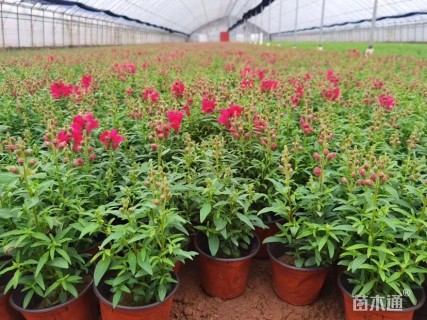 高度20厘米金鱼草