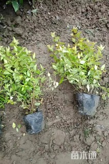 高度30厘米金叶大花六道木