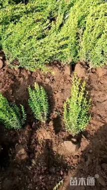 高度50厘米朝鲜黄杨