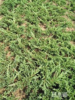 高度20厘米爬地柏