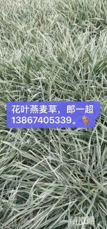 高度25厘米花叶燕麦草