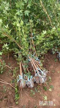 高度150厘米元宝枫小苗