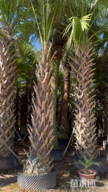 裸干高400厘米棕榈