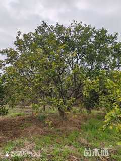 25公分(3杆)丛生香橼