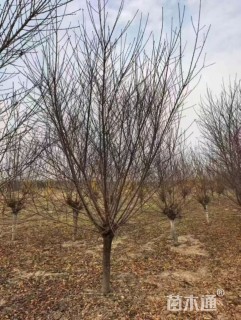 15公分菊花碧桃