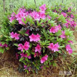 冠幅80厘米毛鹃球