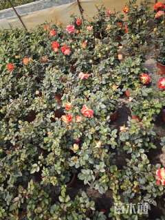 高度30厘米大花月季