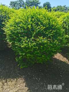 冠幅150厘米小叶女贞球