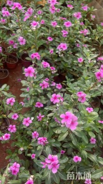 高度30厘米长春花