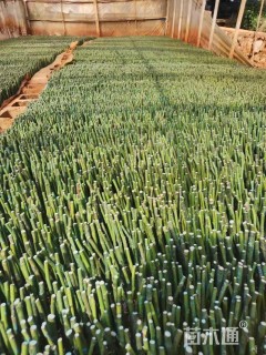 高度10厘米蔷薇