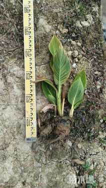 高度30厘米美人蕉