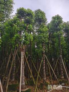 25公分金丝楠木