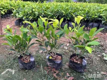 高度40厘米黄金榕