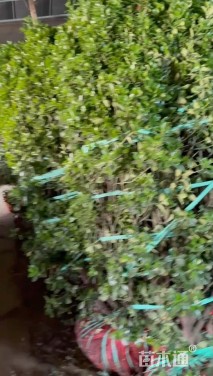 冠幅60厘米瓜子黄杨球